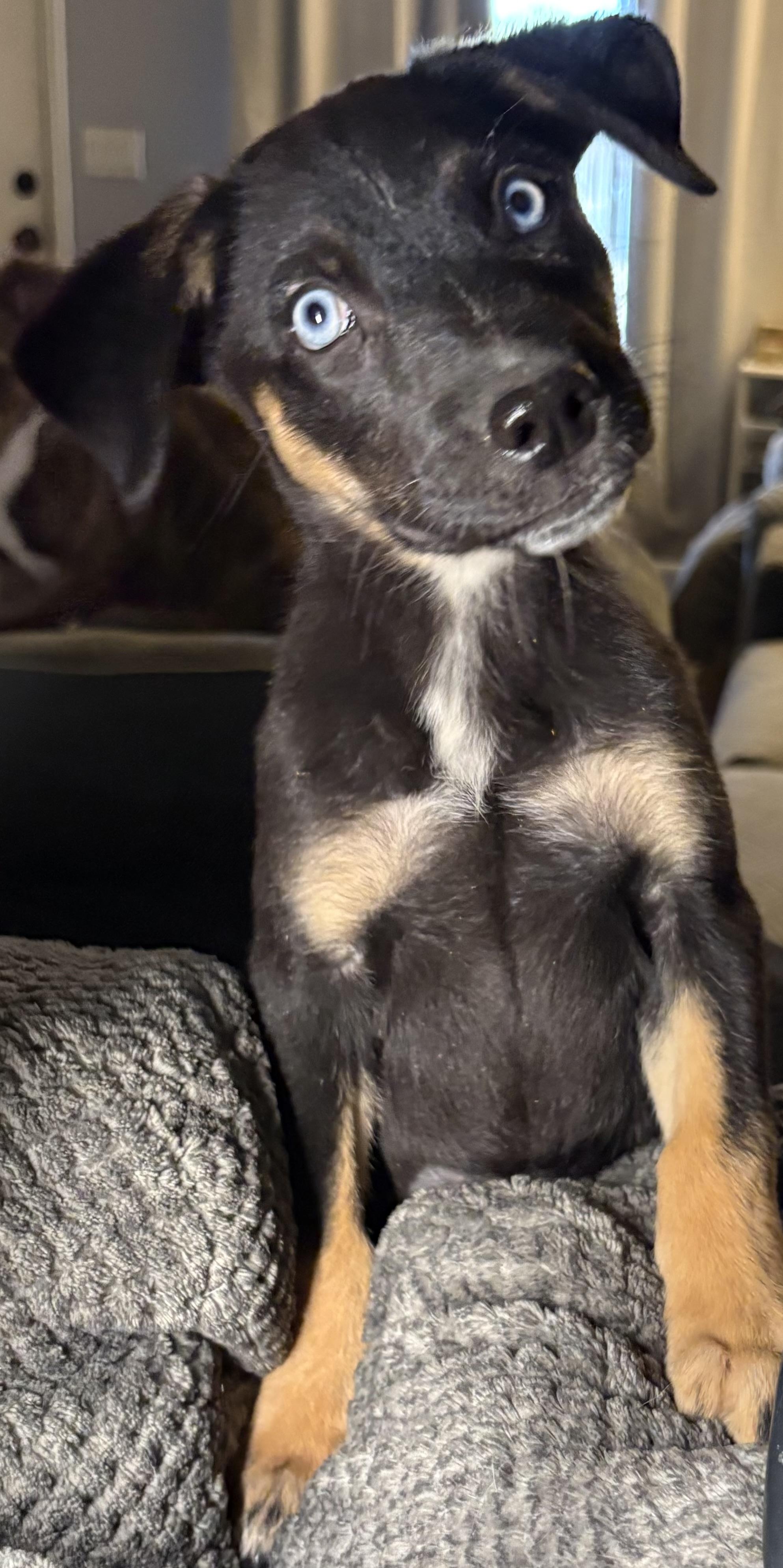Shelby, a ADOPTABLE mixed breed in Gilbert, AZ image 2/5
