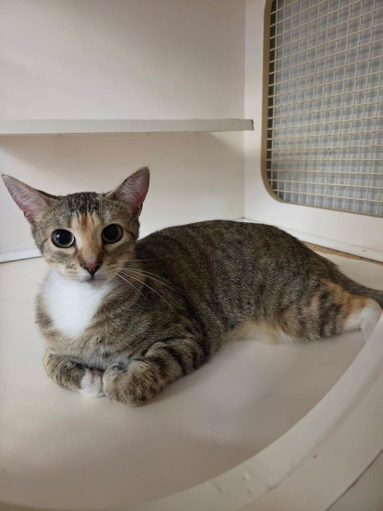 Merida, Adopted, Young Female Domestic Short Hair.