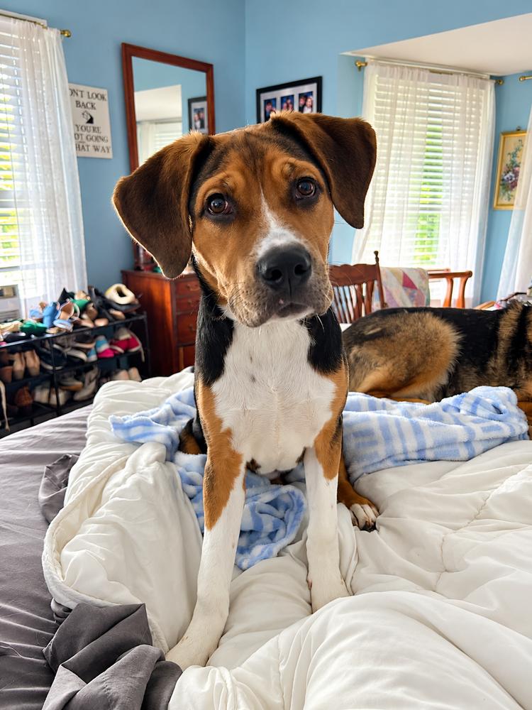 Spring Litter: May, Adoptable, Young Female Shepherd & Terrier.