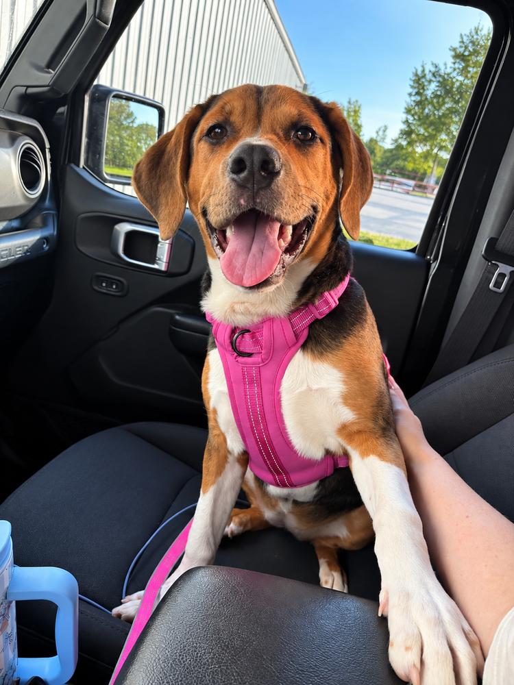Enlarge Spring Litter: May, a Adoptable mixed breed in Sumter, SC image 2/5