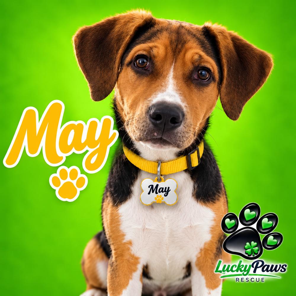 Enlarge Spring Litter: May, a Adoptable mixed breed in Sumter, SC image 3/5