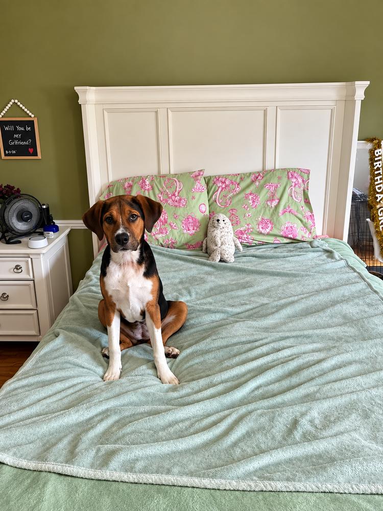 Enlarge Spring Litter: May, a Adoptable mixed breed in Sumter, SC image 4/5