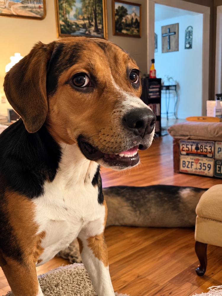 Enlarge Spring Litter: May, a Adoptable mixed breed in Sumter, SC image 5/5