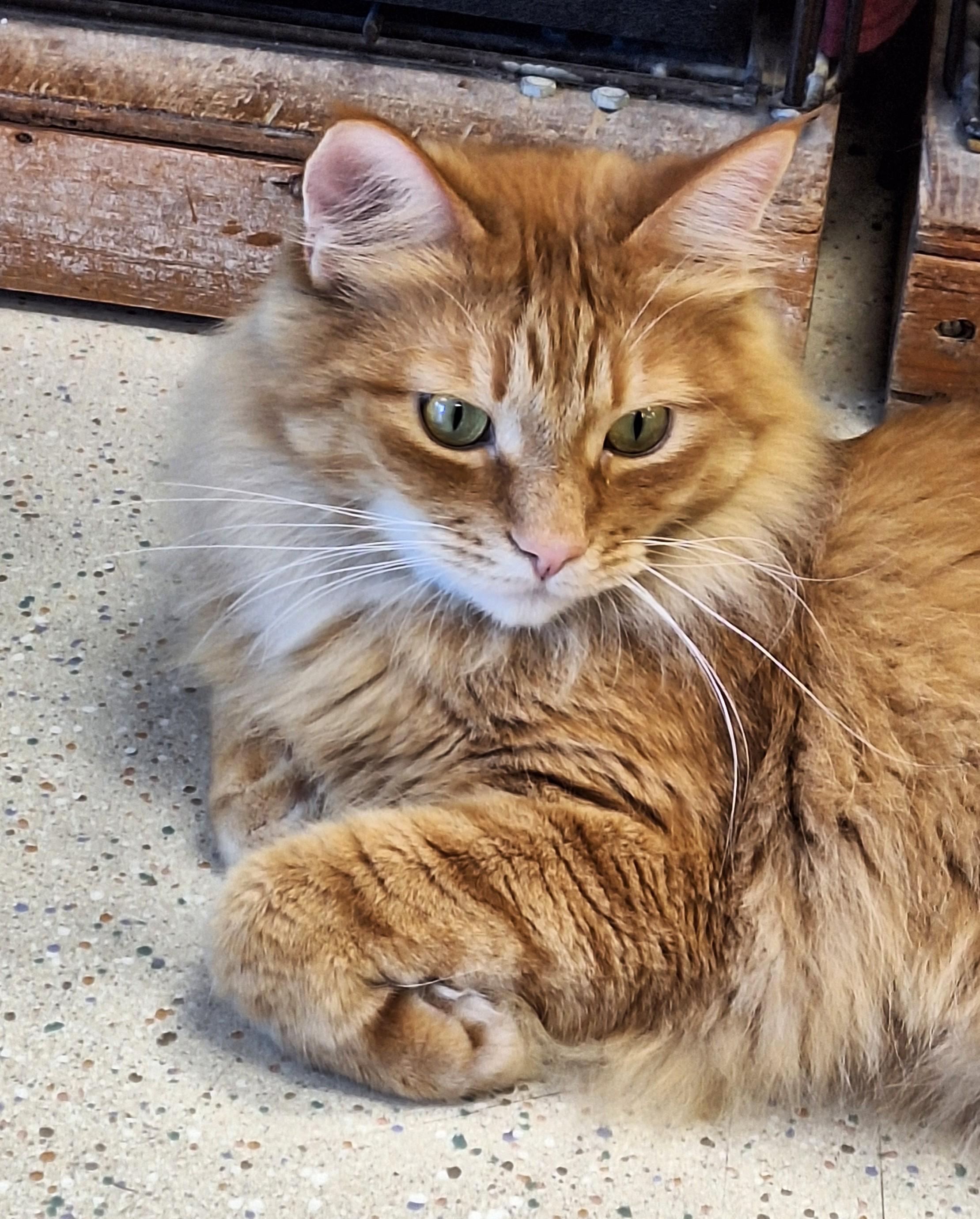 Cheese Puff, adopted, Adult Male Domestic Long Hair.