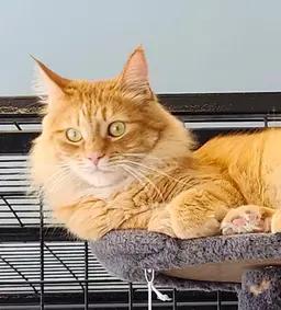 Cheese Puff, ADOPTABLE, Adult Male Domestic Long Hair.
