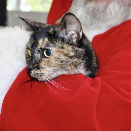 Dora, Adoptable, Adult Female Domestic Short Hair & Domestic Short Hair.