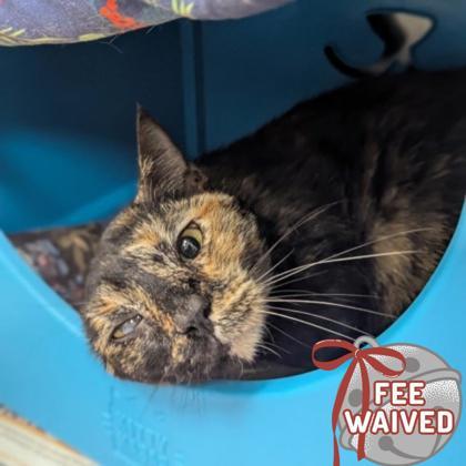 Dora, a Adoptable Domestic Short Hair in Largo, FL image 2/3