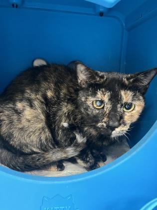 Dora, a Adoptable Domestic Short Hair in Largo, FL image 3/3