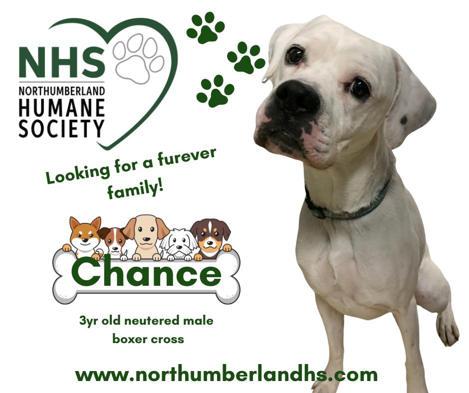 Chance, Adopted, Adult Male Boxer.
