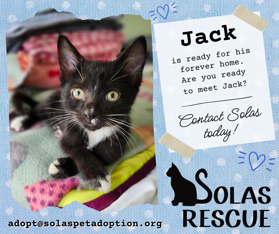 Jack -- (ck), Adoptable, Kitten Male Domestic Medium Hair & Domestic Short Hair.