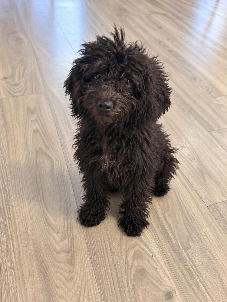 Ramsey, Adoptable, Puppy Male Goldendoodle.