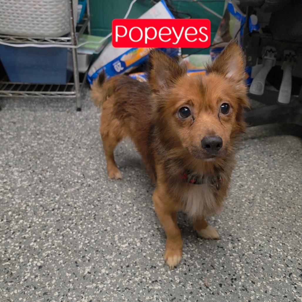 Popeyes, Adoptable, Senior Male Spaniel & Mixed Breed.