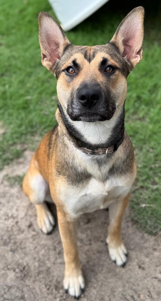 Meatball, Adoptable, Young Male German Shepherd Dog.