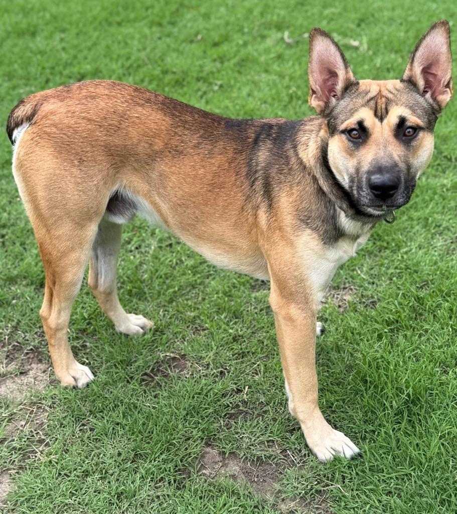 Enlarge Meatball, a Adoptable German Shepherd Dog in Great Bend, KS image 2/3