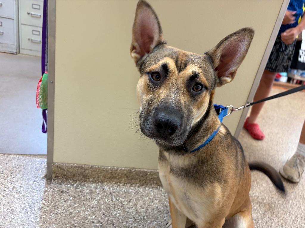 Enlarge Meatball, a Adoptable German Shepherd Dog in Great Bend, KS image 3/3