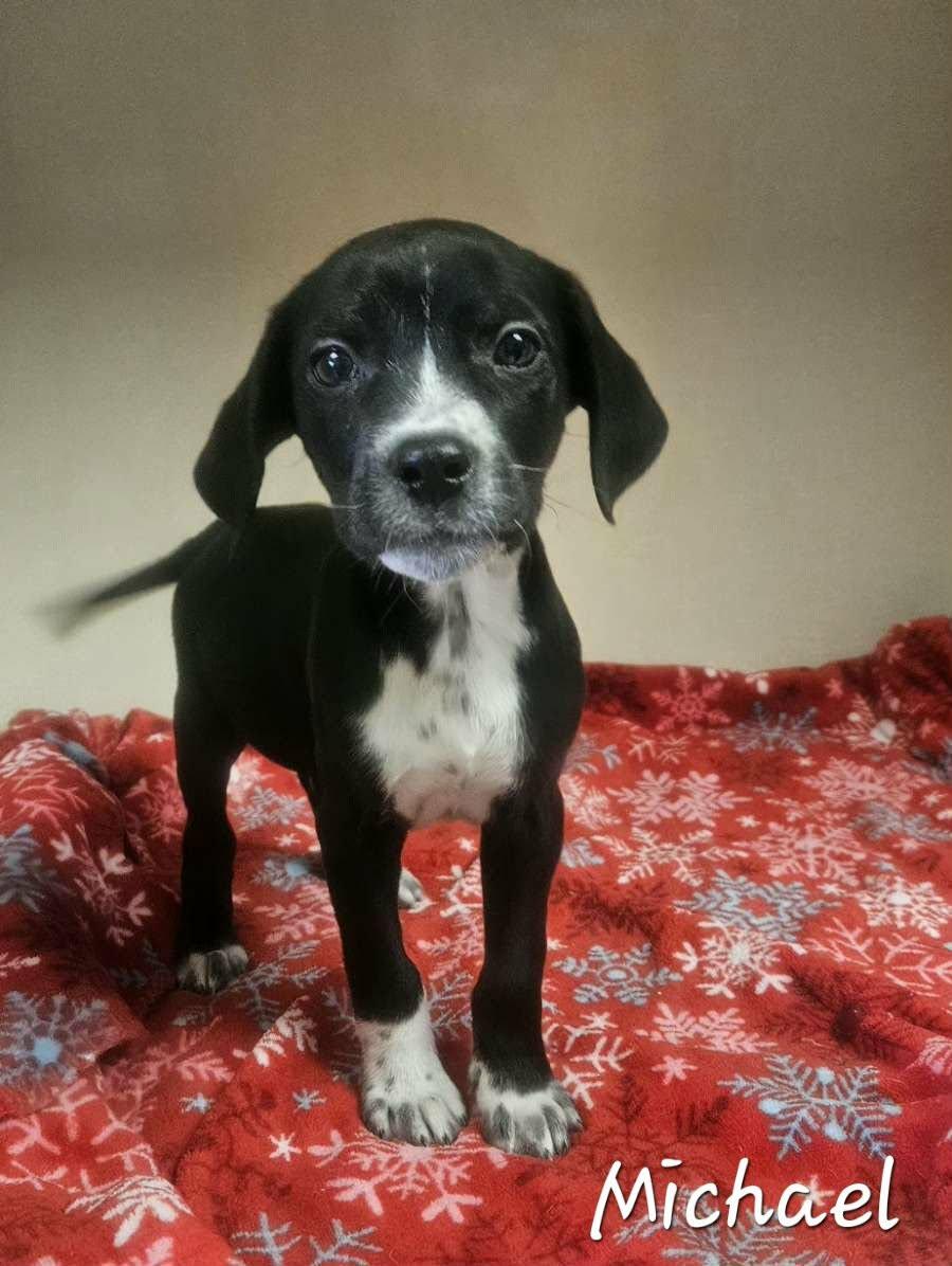 Michael, an adopted mixed breed in Wapakoneta, OH image 5/6