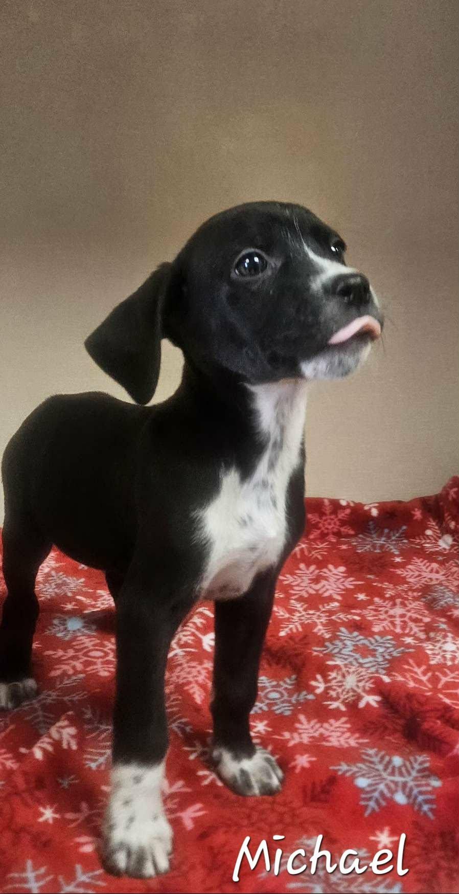 Michael, an adopted mixed breed in Wapakoneta, OH image 6/6