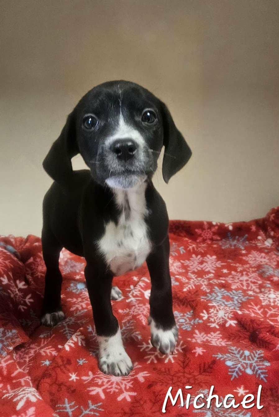 Michael, an adopted mixed breed in Wapakoneta, OH image 4/6