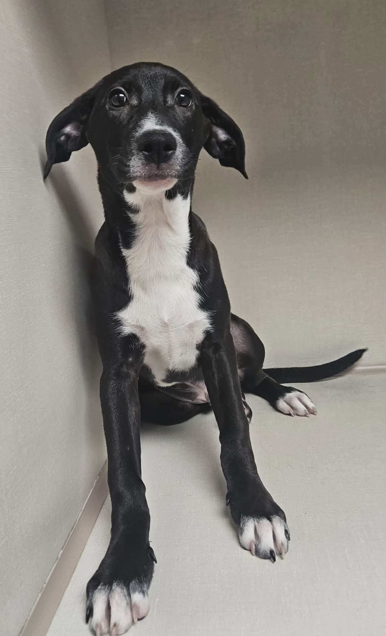 Michael, an adopted mixed breed in Wapakoneta, OH image 2/6