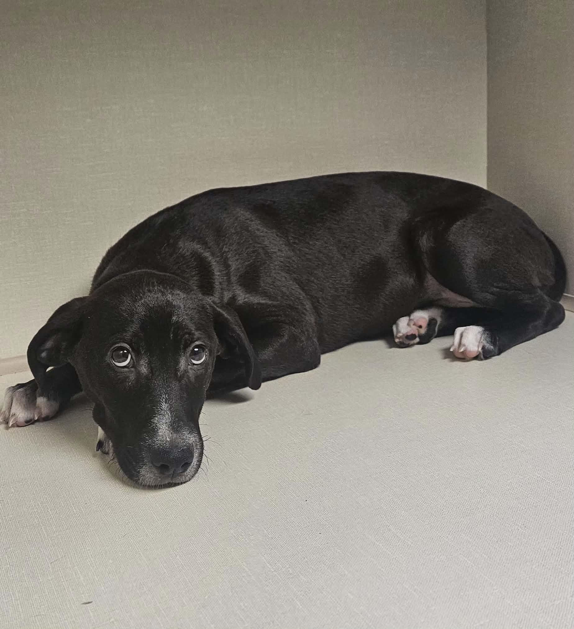 Michael, an adopted mixed breed in Wapakoneta, OH image 3/6