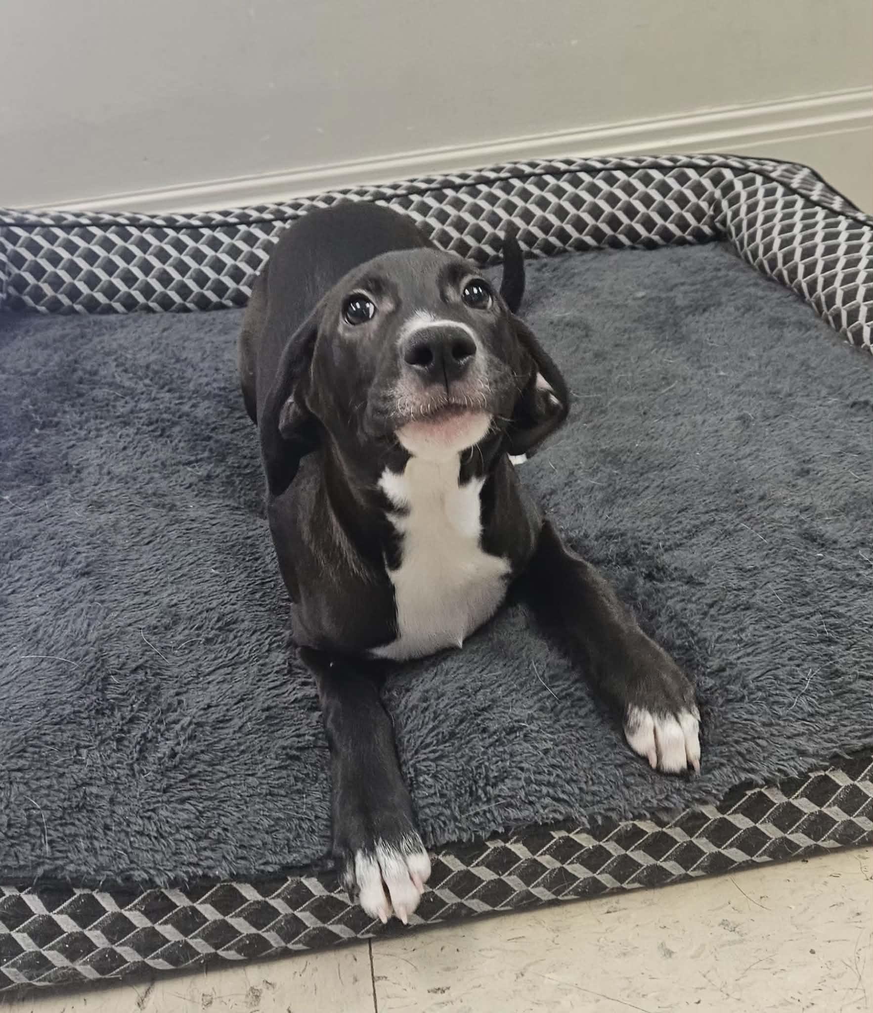 Michael, an adopted mixed breed in Wapakoneta, OH image 1/6