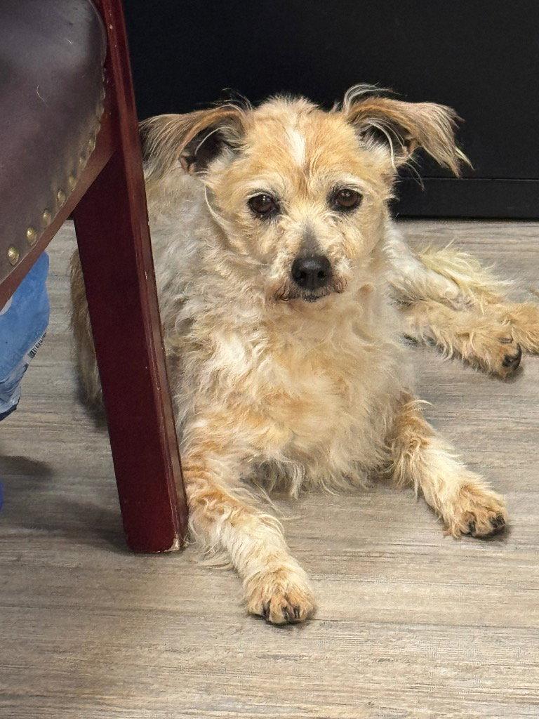 Enlarge Reese, a Adoptable Mixed Breed in Emmett, ID image 1/1