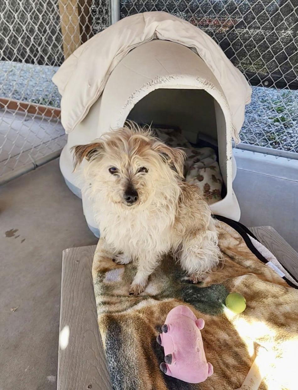 Enlarge Adoption Pending - Reese, a Adoptable Mixed Breed in Emmett, ID image 1/1