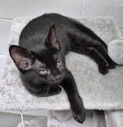 Leia, Adoptable, Young Female Domestic Short Hair & Domestic Short Hair.