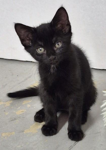 Enlarge Leia, a Adoptable mixed breed in New Hope, PA image 2/3