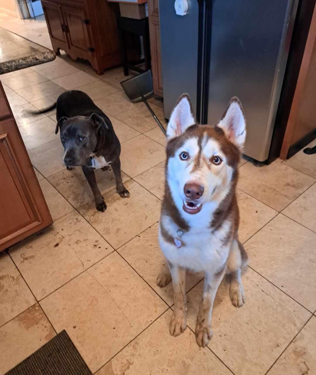 Enlarge Aleister, a Adoptable Siberian Husky in Wilton, CA image 4/5