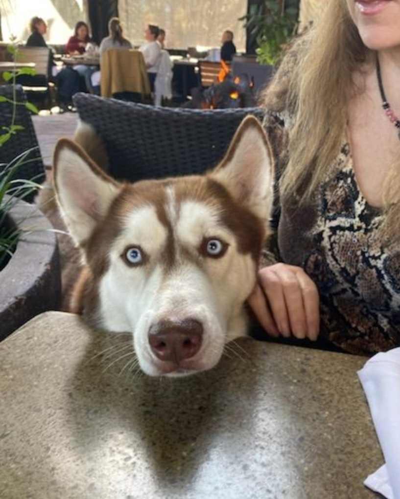 Enlarge Aleister, a Adoptable Siberian Husky in Wilton, CA image 2/5