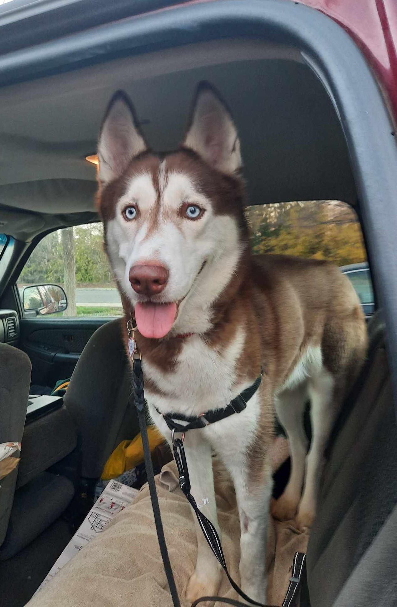 Enlarge Aleister, a Adoptable Siberian Husky in Wilton, CA image 5/5