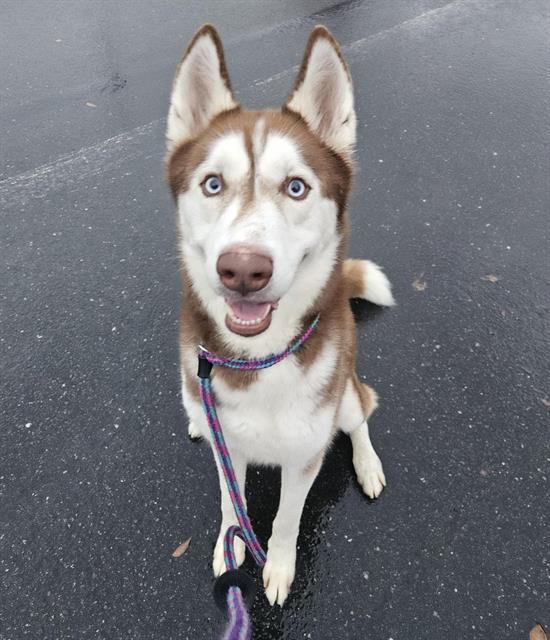 Enlarge Aleister, a Adoptable Siberian Husky in Wilton, CA image 1/5