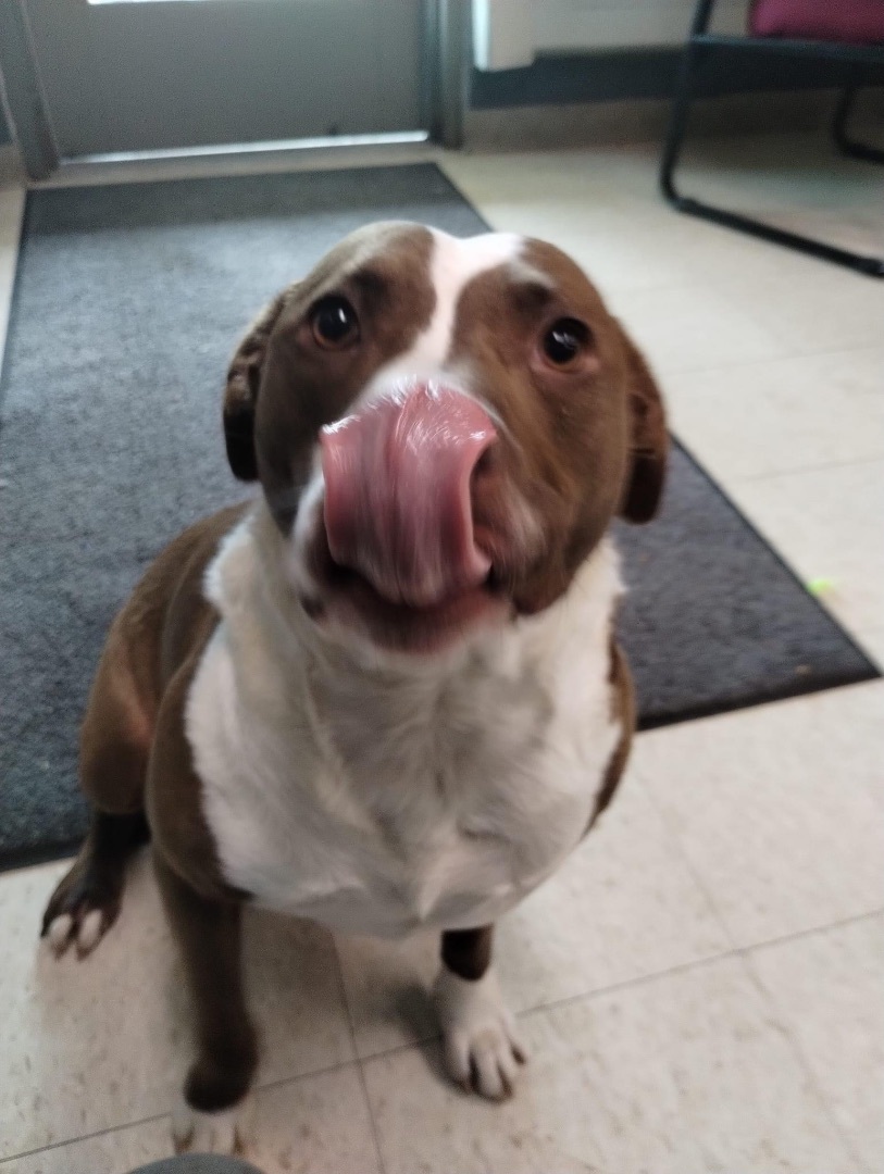 Coco, a Adoptable Mixed Breed in fennville, MI image 4/5