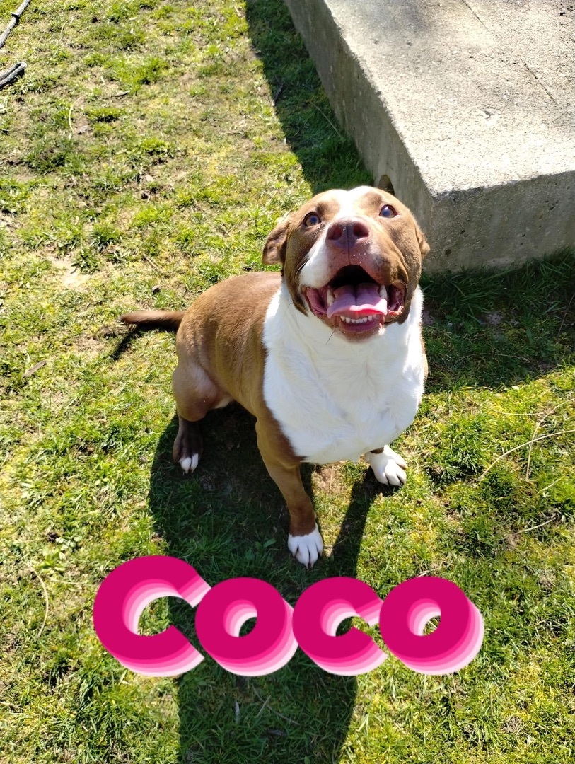 Coco