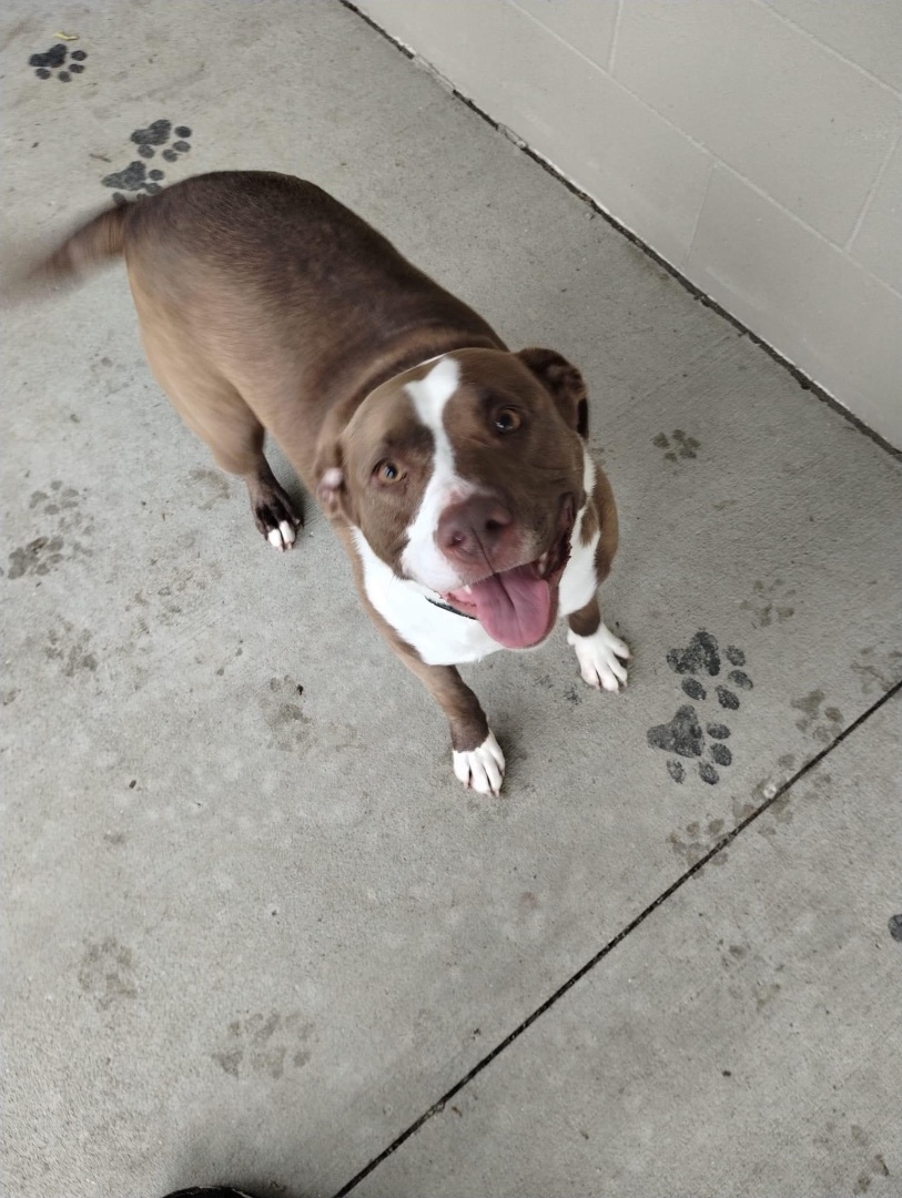 Coco, a Adoptable Mixed Breed in fennville, MI image 2/5