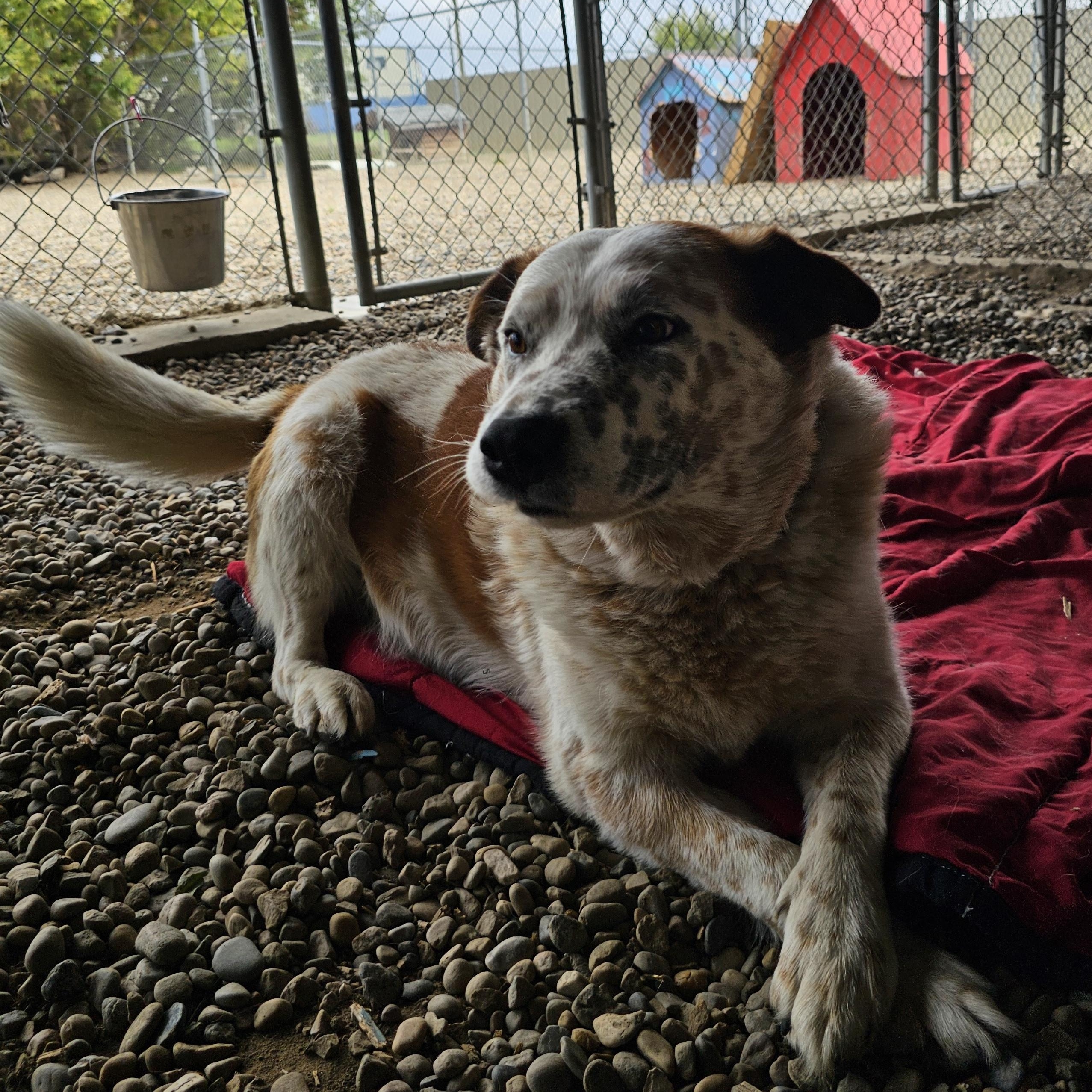 Scotch, an adoptable Australian Cattle Dog / Blue Heeler in Brooks, AB, T1R 1B2 | Photo Image 4