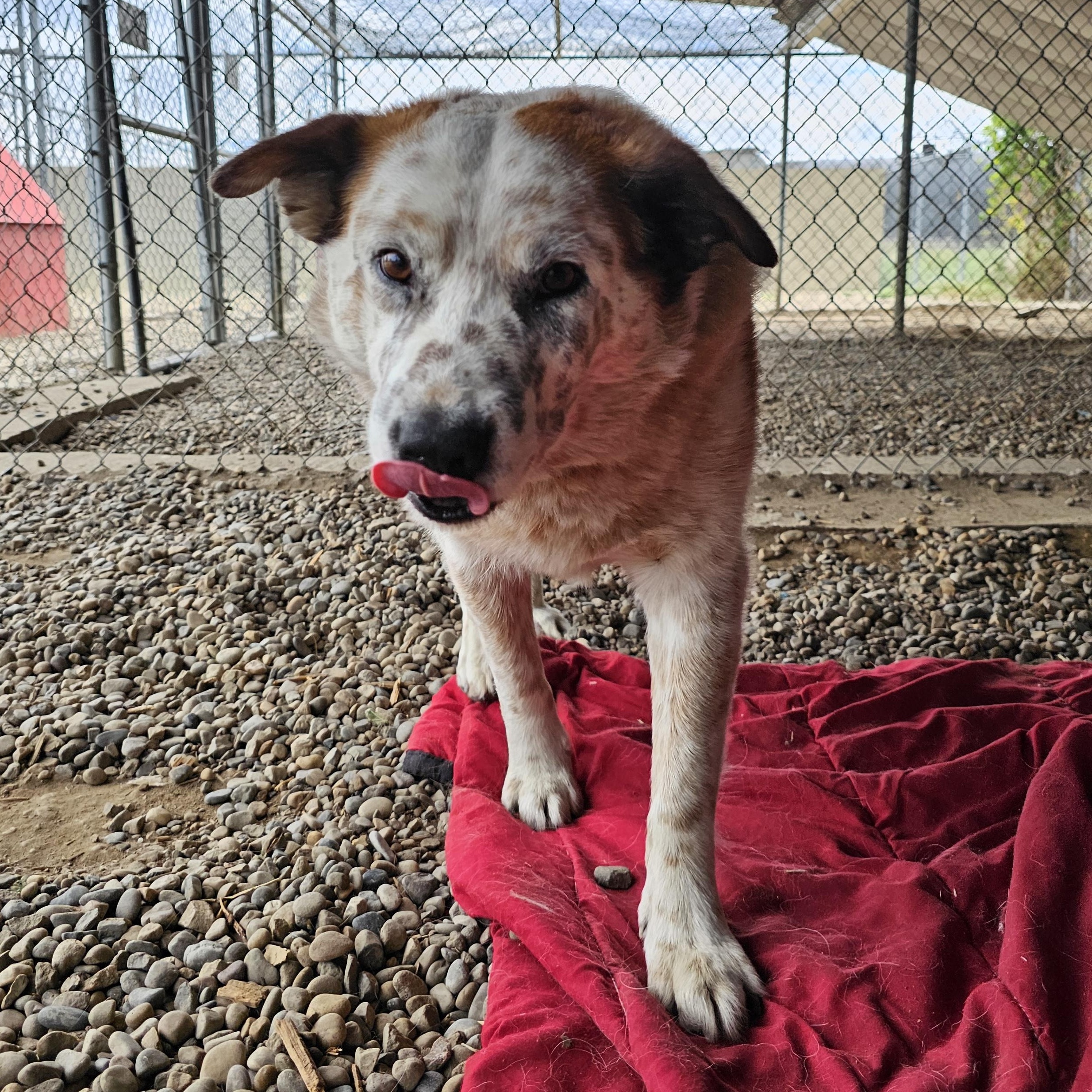 Scotch, an adoptable Australian Cattle Dog / Blue Heeler in Brooks, AB, T1R 1B2 | Photo Image 2