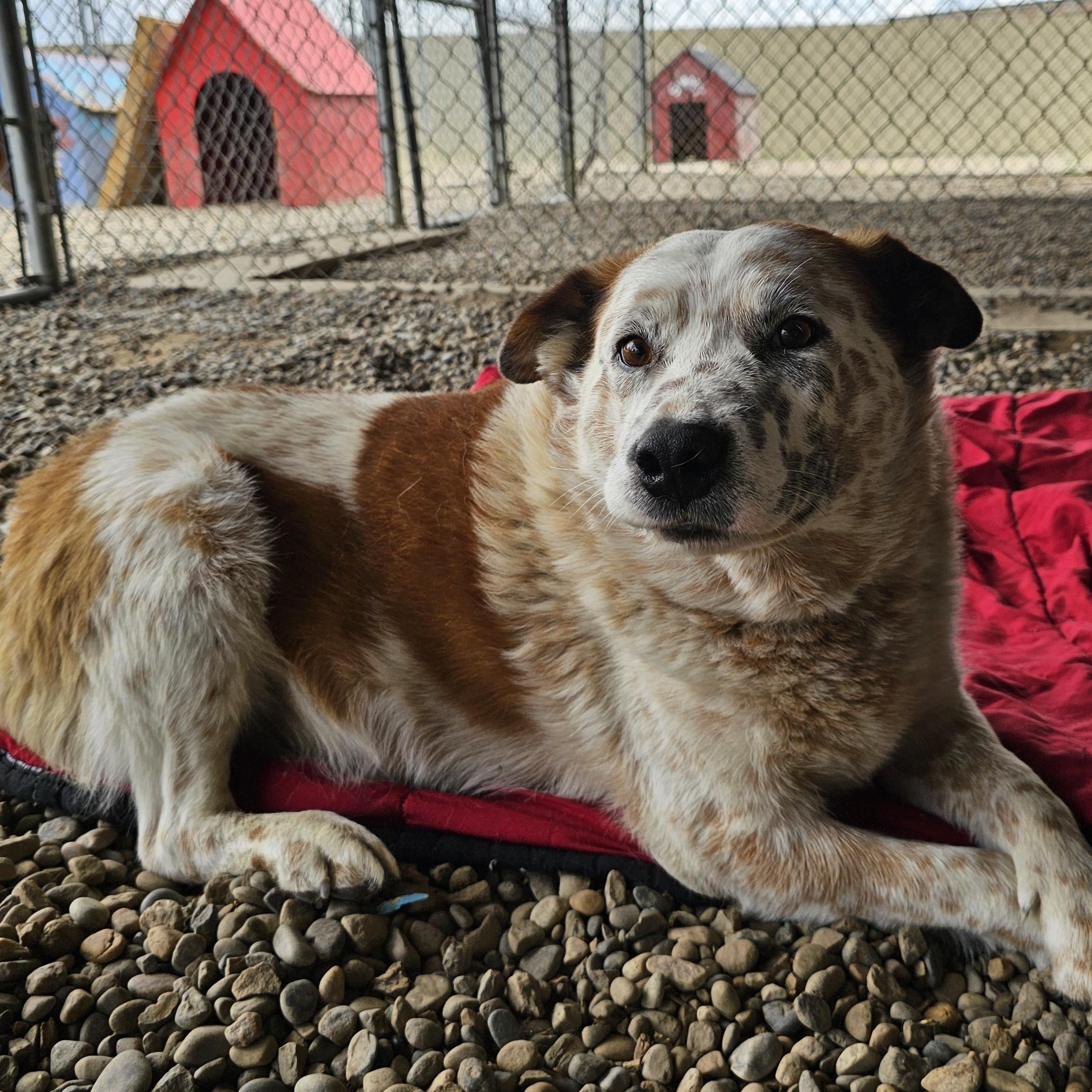 Scotch, an adoptable Australian Cattle Dog / Blue Heeler in Brooks, AB, T1R 1B2 | Photo Image 1