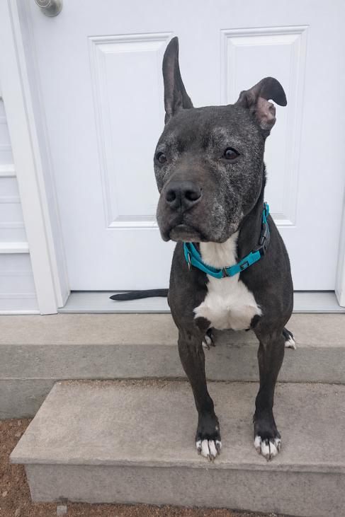Enlarge Buddy, a ADOPTABLE Pit Bull Terrier in Blue Earth, MN image 3/5