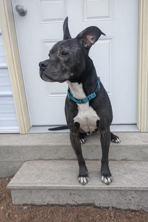 Buddy, ADOPTABLE, Senior Male Pit Bull Terrier.