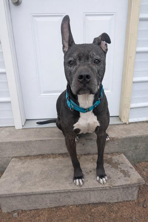 Enlarge Buddy, a ADOPTABLE Pit Bull Terrier in Blue Earth, MN image 2/5
