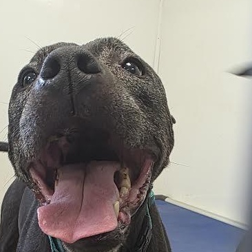 Enlarge Buddy, a ADOPTABLE Pit Bull Terrier in Blue Earth, MN image 4/5
