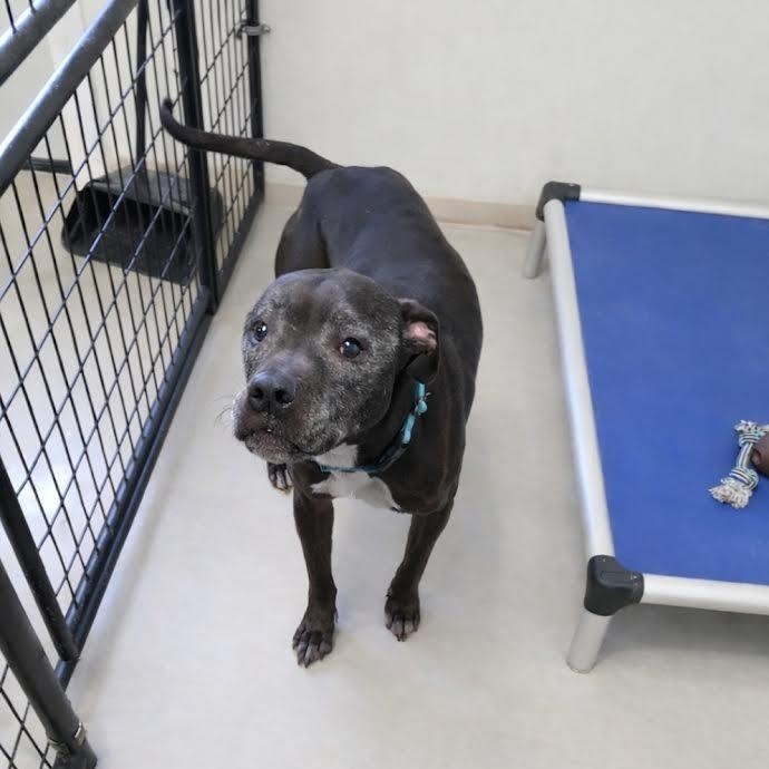 Enlarge Buddy, a ADOPTABLE Pit Bull Terrier in Blue Earth, MN image 5/5