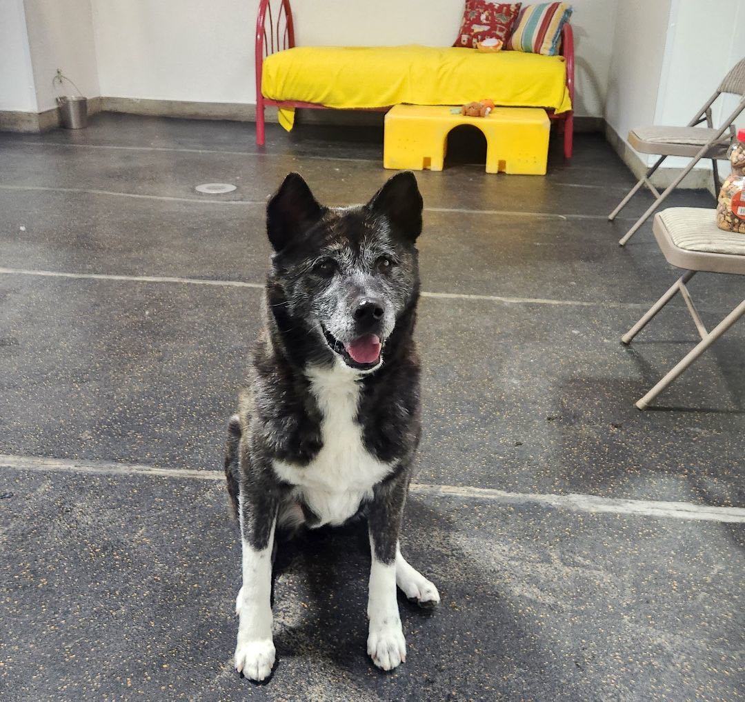Emi, Adoptable, Adult Female Akita.