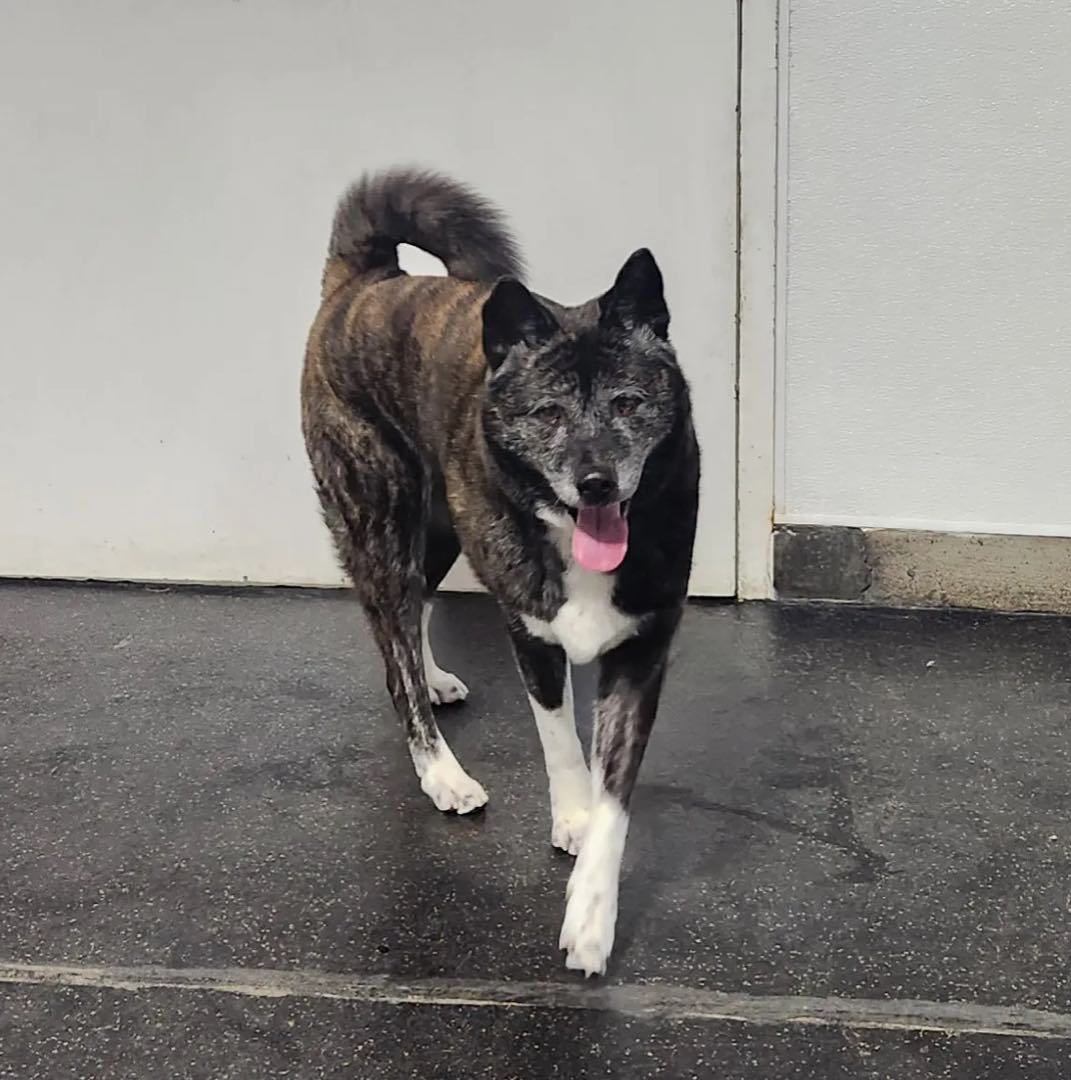 Enlarge Emi, a Adoptable Akita in San Francisco, CA image 2/6