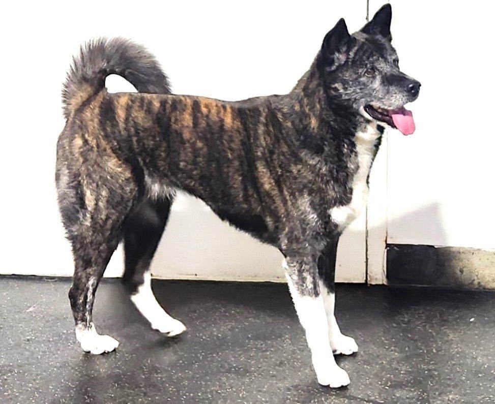 Enlarge Emi, a Adoptable Akita in San Francisco, CA image 3/6