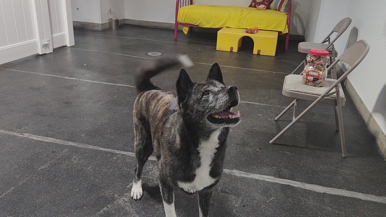 Enlarge Emi, a Adoptable Akita in San Francisco, CA video 6/6