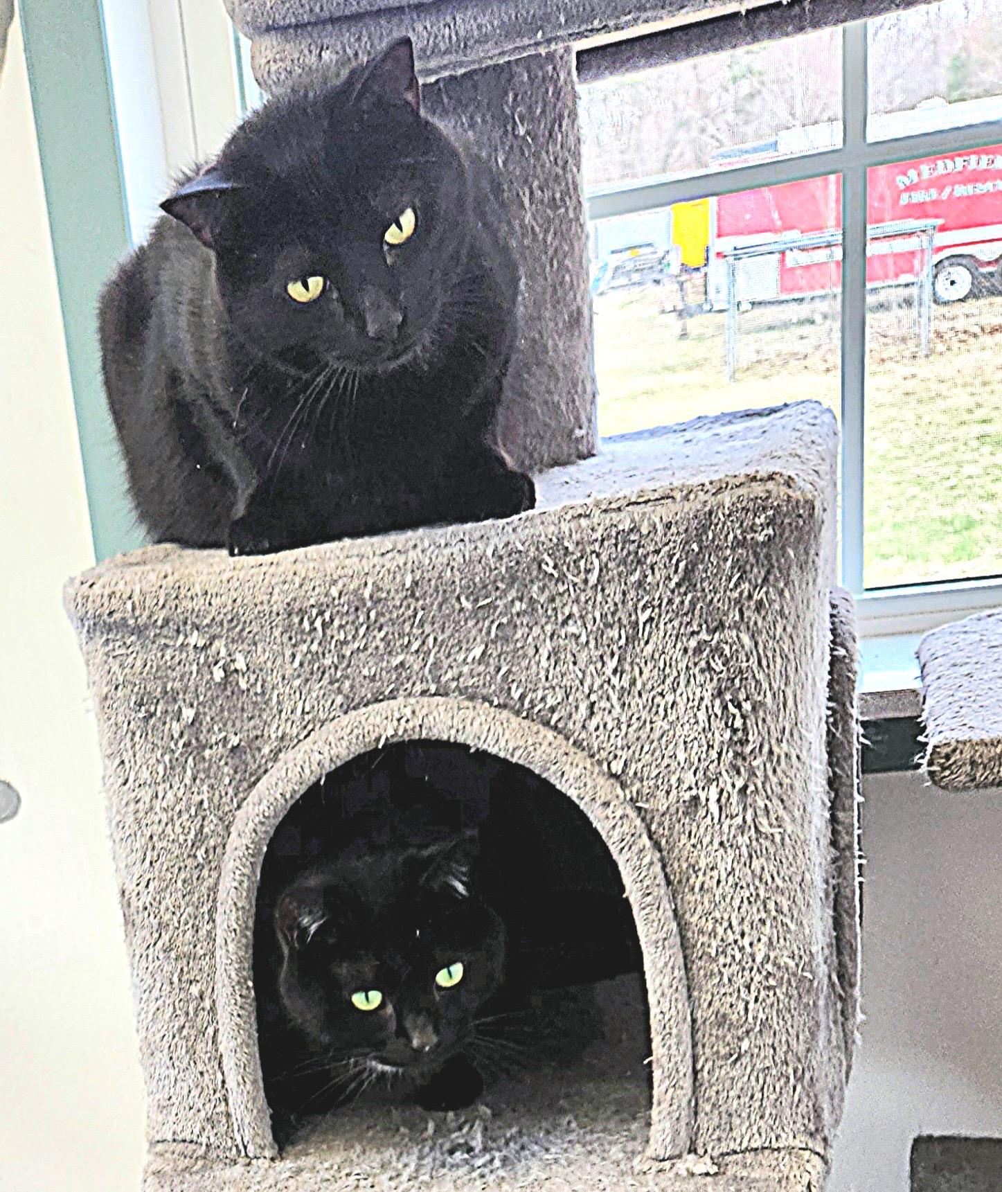 Junior & Leroy, ADOPTABLE, Adult Male Domestic Short Hair.