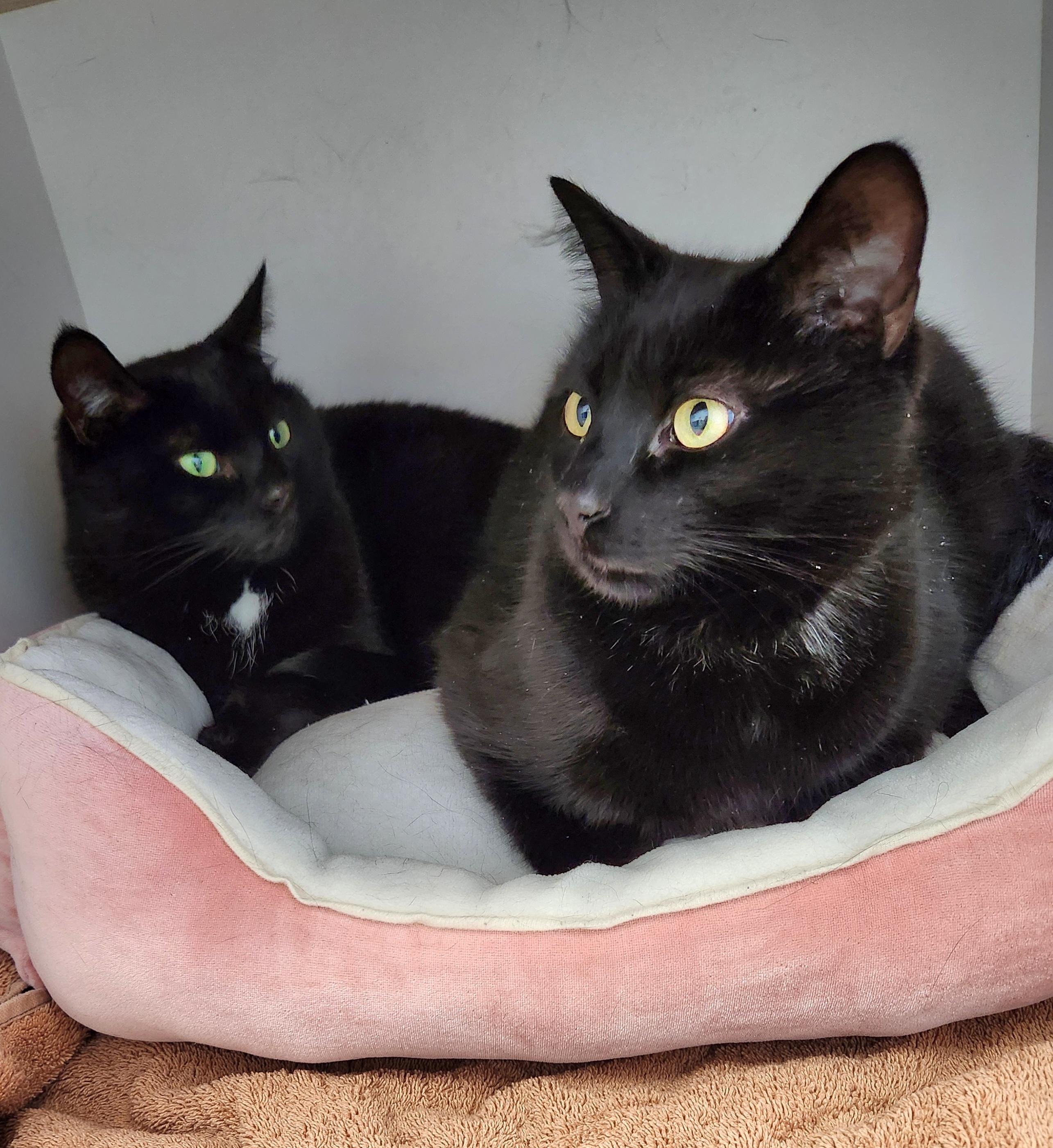 Junior & Leroy, a ADOPTABLE Domestic Short Hair in Medfield, MA image 1/4